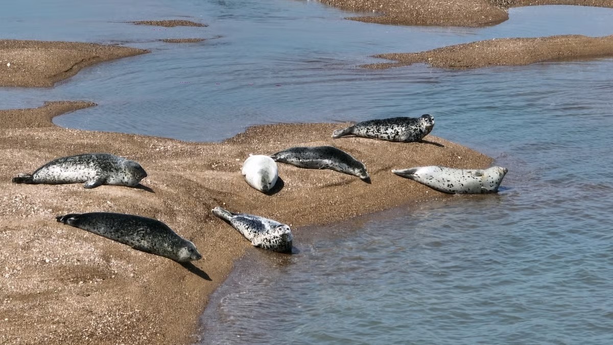 가로림만에서 휴식 중인 점박이물범 연합뉴스