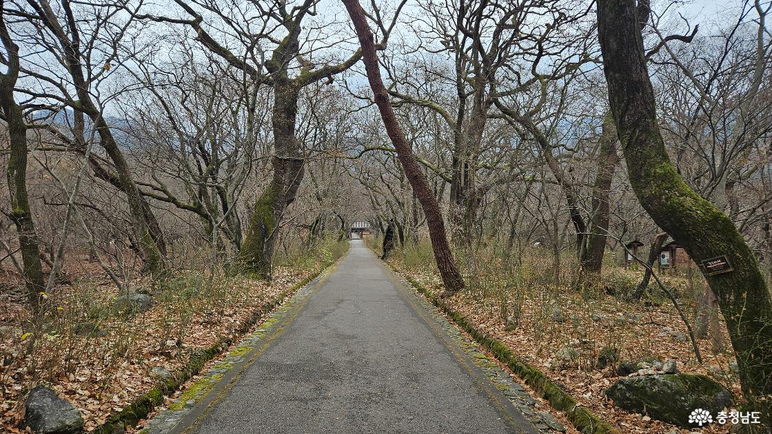 갑사로 가는 길의 모습으로 좌유측 고목들이 서있는 산길 사진임