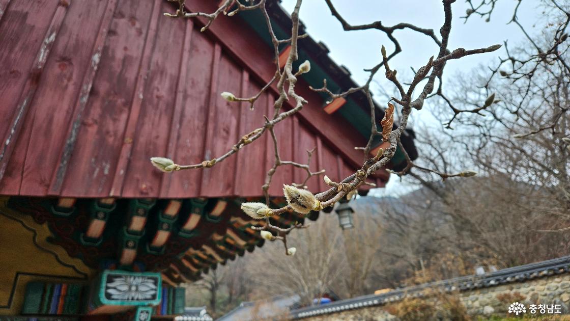 갑사 나무에서 발견된 꽃망울 사진임