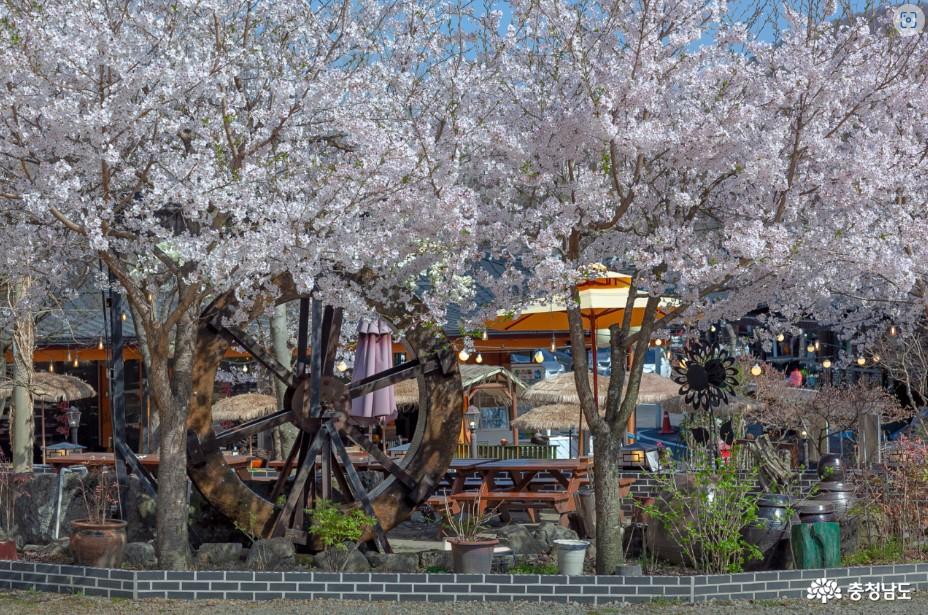 봄 날 벚꽃이 만개한 갑사 서울식당 입구 전경 사진임