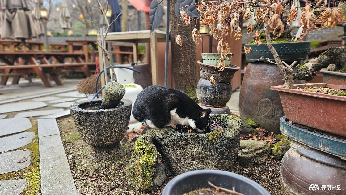 갑사 서울식당 야외 정원에서 물을 마시고 있는 고양이 사진임