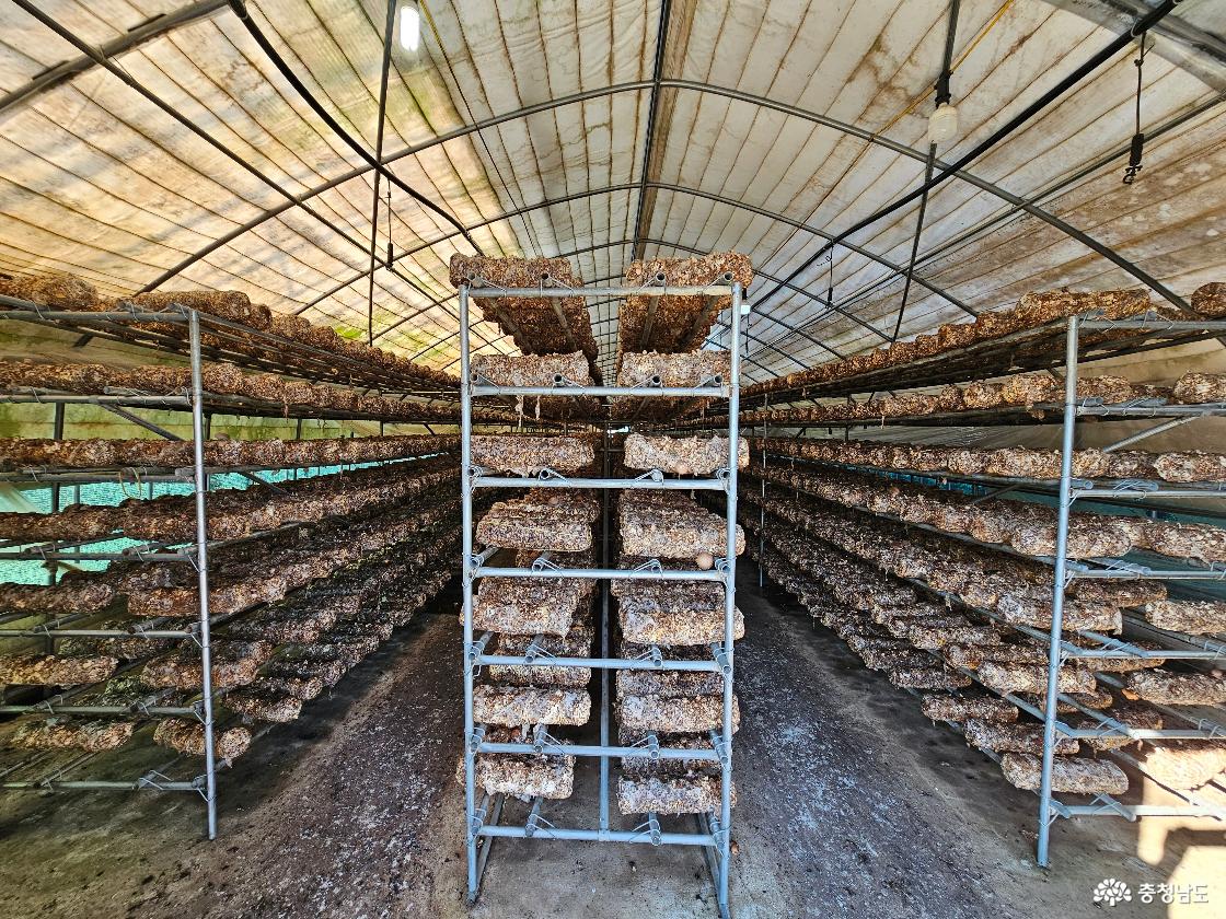 김형래 대표가 운영하는 버섯농장 내부 모습