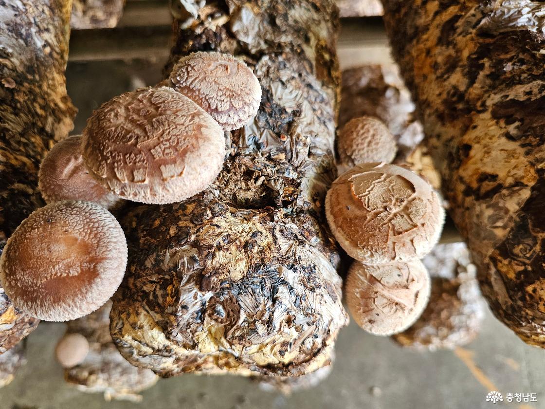 김형래 대표가 운영하는 버섯농장
