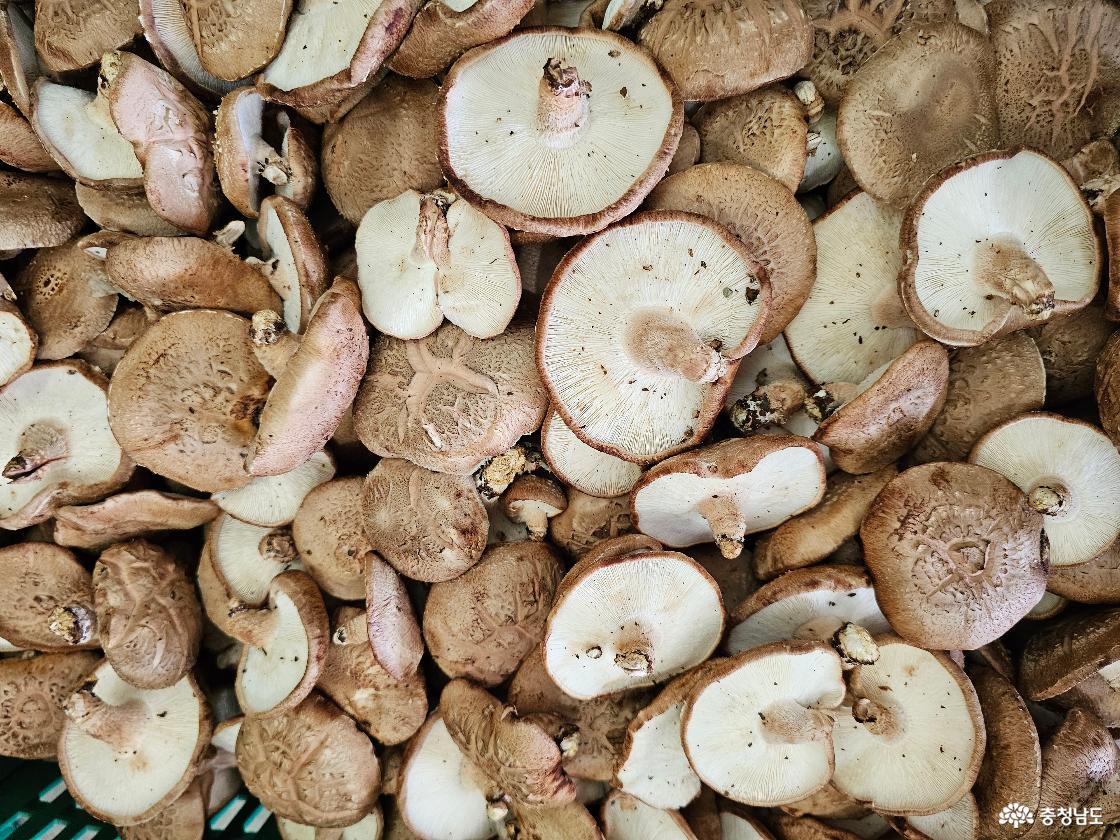 김형래 대표가 운영하는 농장에서 수확한 버섯