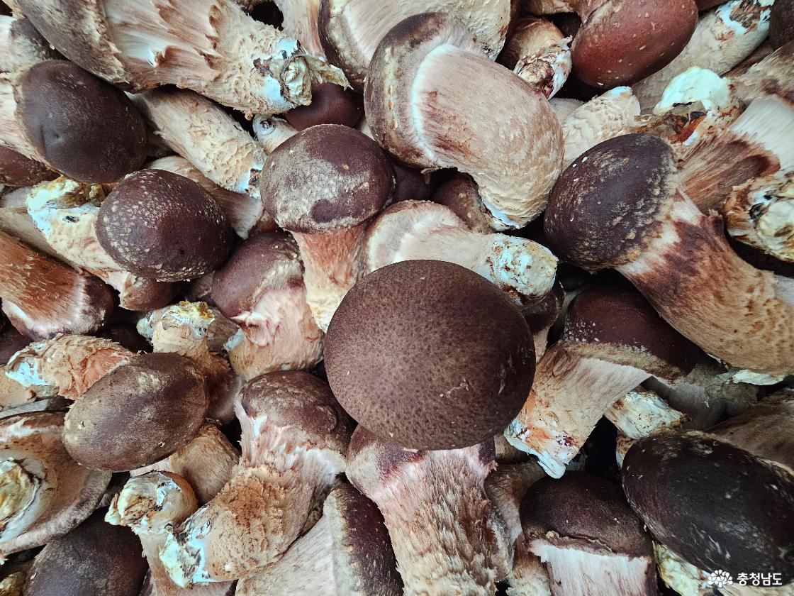 김형래 대표가 운영하는 농장에서 수확한 버섯