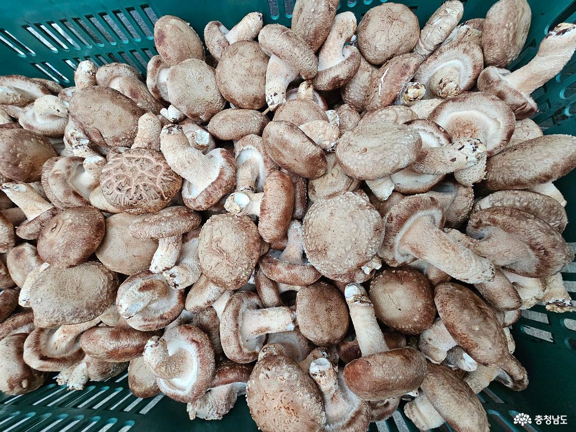 김형래 대표가 운영하는 농장에서 수확한 버섯