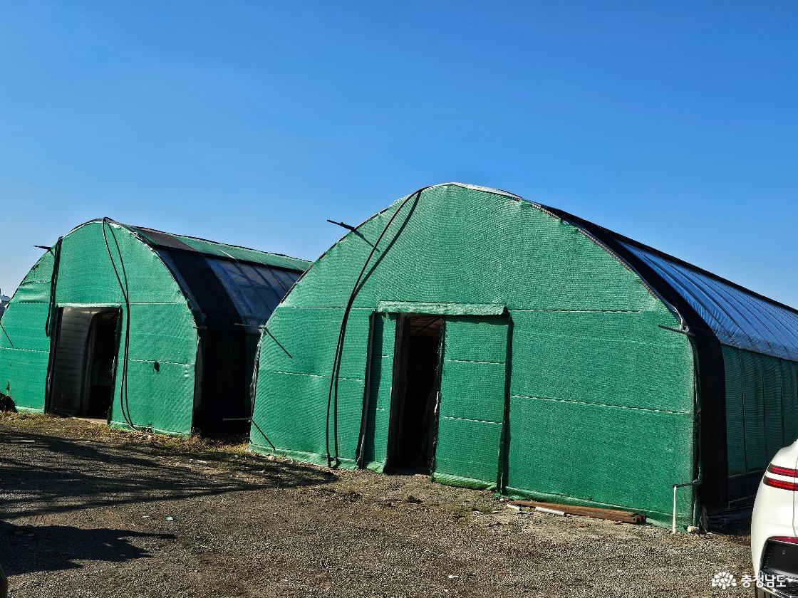 버섯하우스 중 일부