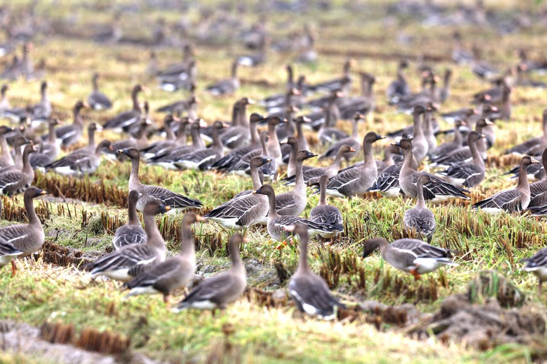 서산 천수만 일원에서 관찰된 겨울 철새 모습(지난해 10월 12일 촬영)