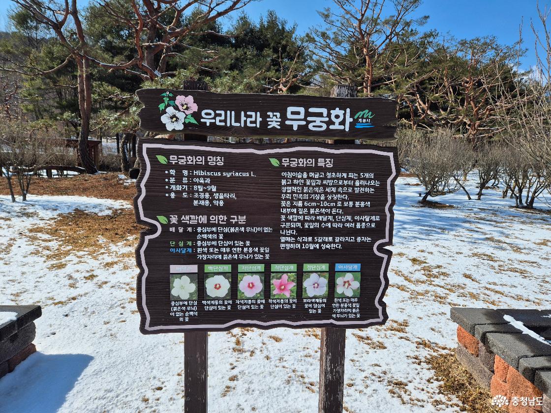 무궁화설명입니다
