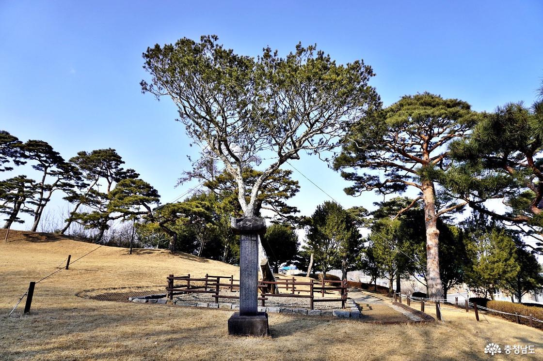 천연기념물 예산 용궁리 백송