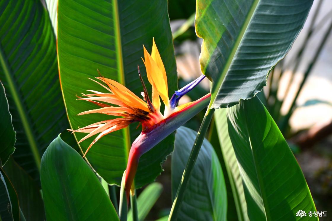 겨울에도 아름다운 꽃을 볼 수 있는 보령시 자연학습식물원