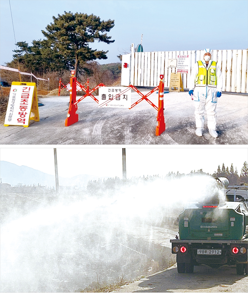 축산농가를 지켜라 <사진 위>보령시 청소면의 한 양돈농장에서 아프리카돼지열병이 발생하자 초동방역팀이 해당 농장 앞에서 차량 및 인력 출입을 통제하고 있다. <사진 아래>가축전염병이 발생하자 소독차량이 농장 주변 도로에서 소독 작업을 벌이고 있다.