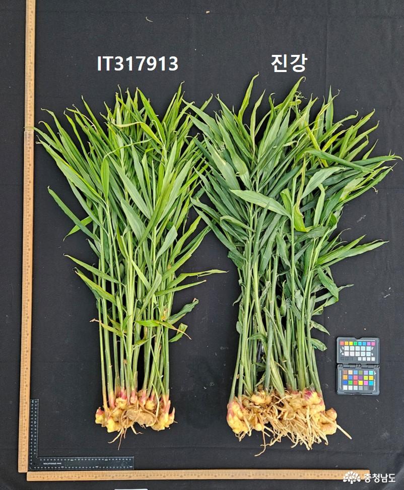 진강'과 일반 중생강 비교 사진