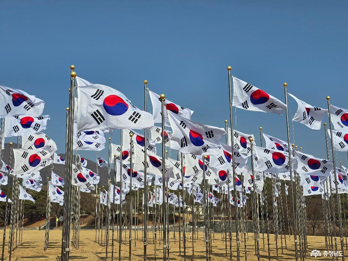 파란 하늘 아래 바람에 펄럭이는 수많은 태극기 군집 풍경