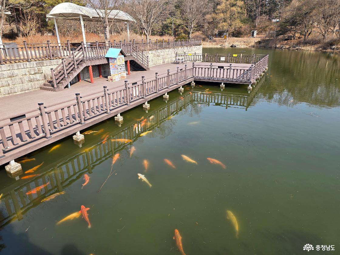 데크 전망대 아래 연못에서 유영하는 비단잉어와 산책 공간 전경