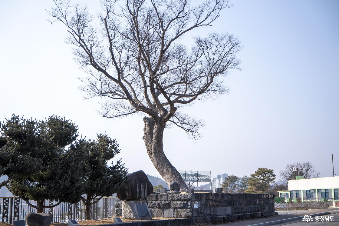 영명학교 전망대