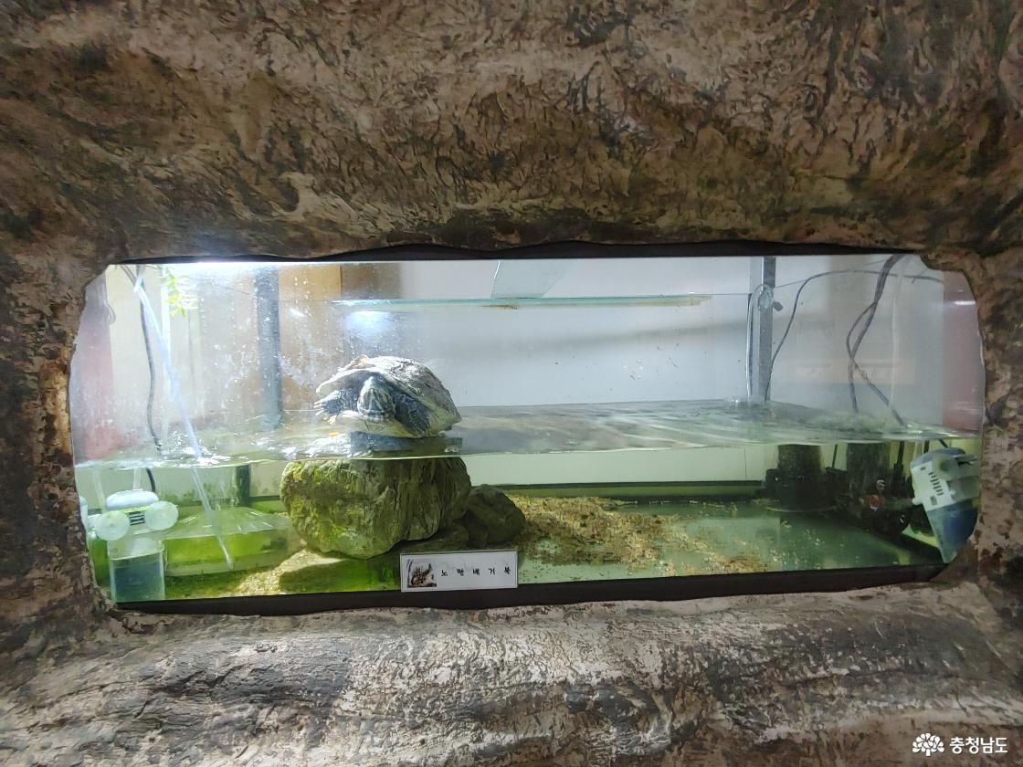 노란배 거북이 모습