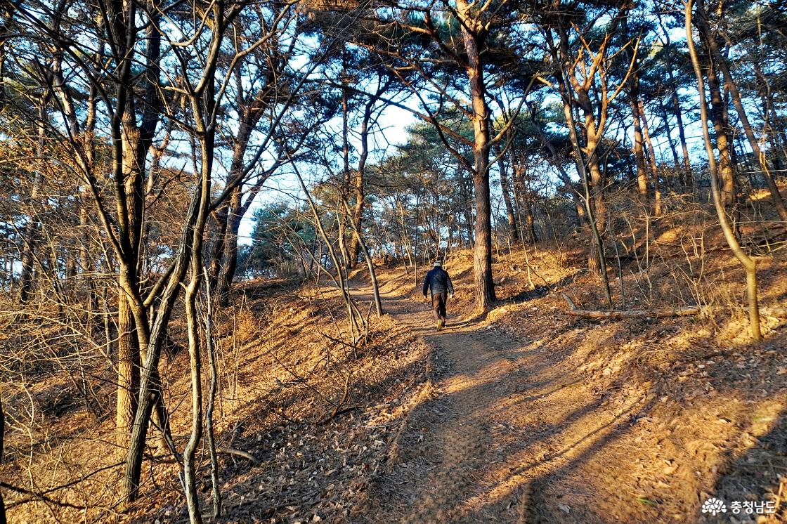 풍전저수지 둘레길 소나무군락 능선