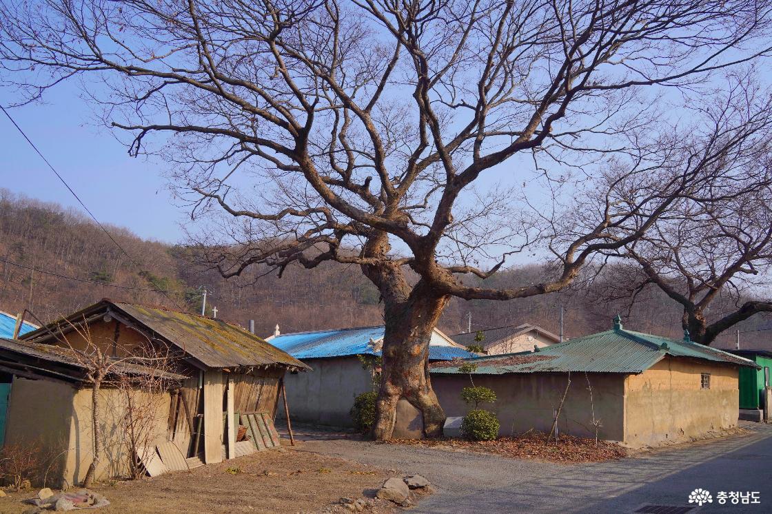 느티나무 보호수