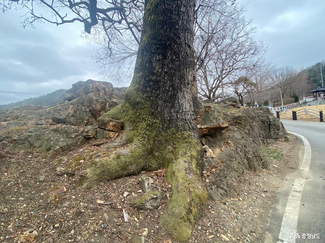 수심대 소나무 1