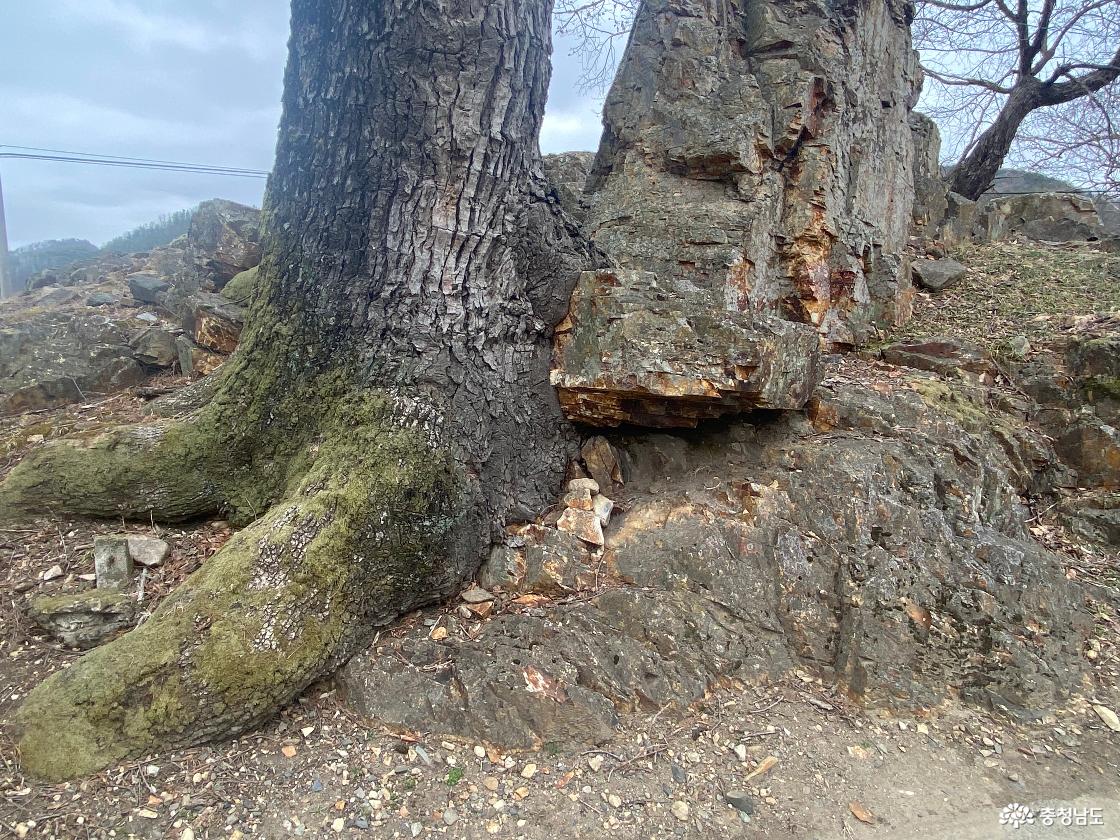 수심대 소나무 2