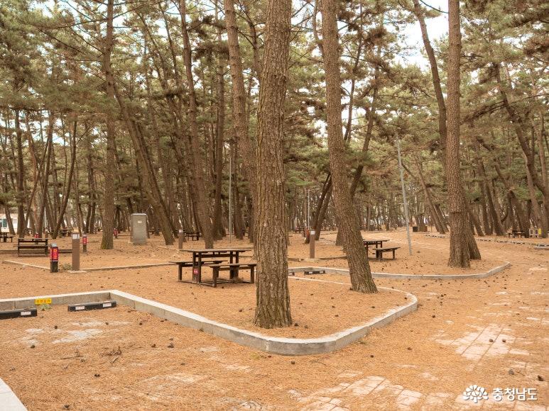 몽산포자동차 야영장