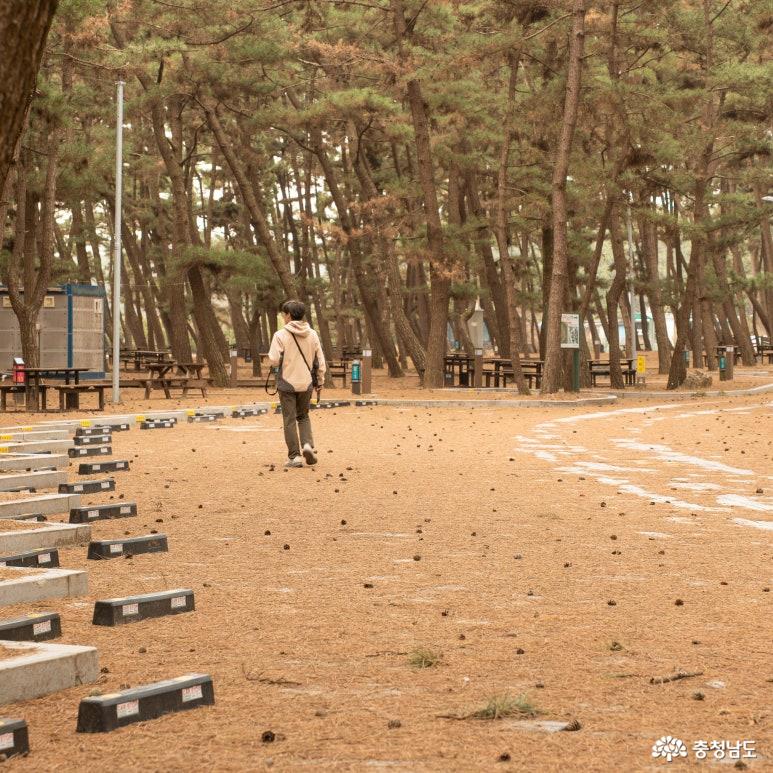  몽산포자동차 야영장