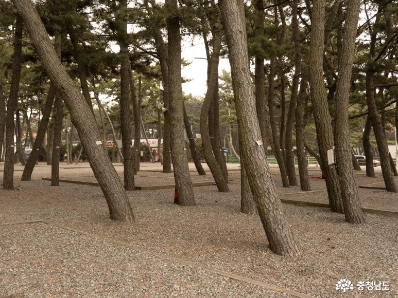 몽산포오토캠핑장