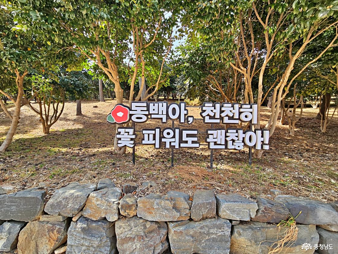 마량리 동백나무숲