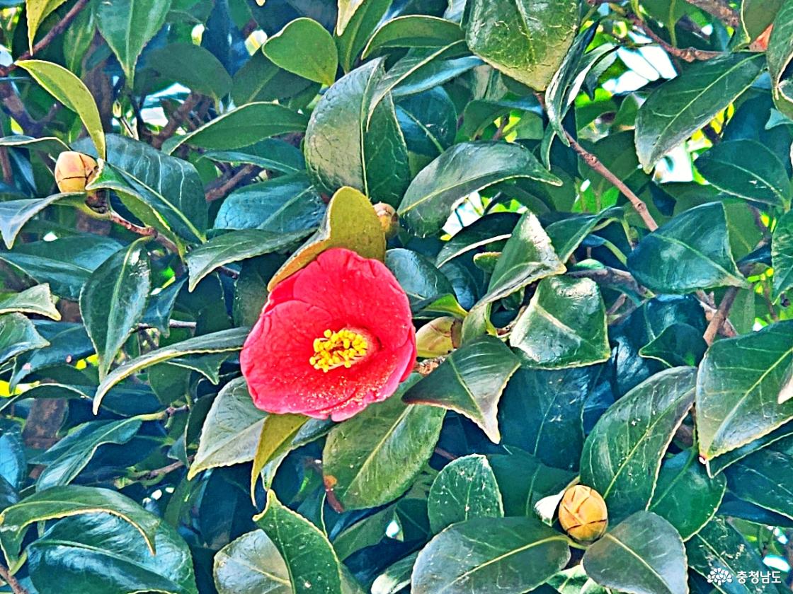 동백꽃