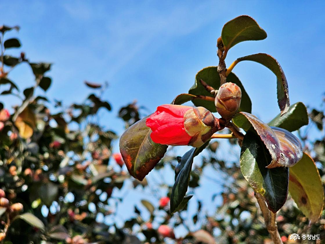 몽우리진 동백꽃