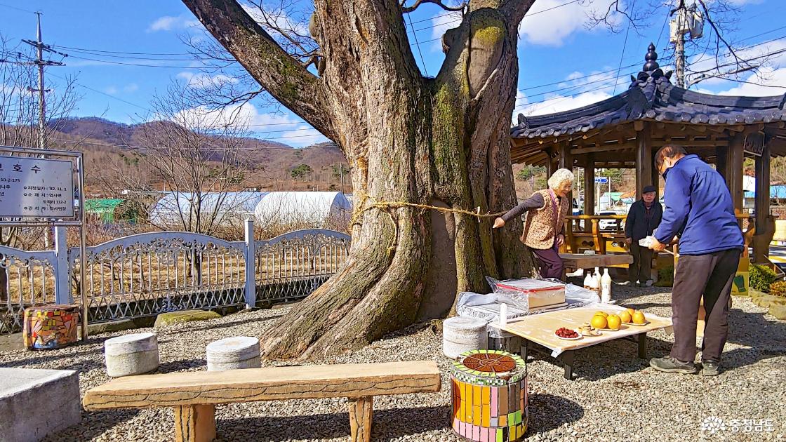 도곡리 보호수 앞에서 정월대보름 행사 준비