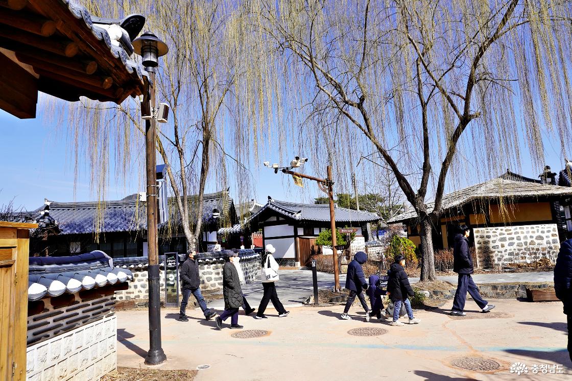 봄꽃이 피고 유초록 잎이 올러오는 봄 시작된 공주한옥마을