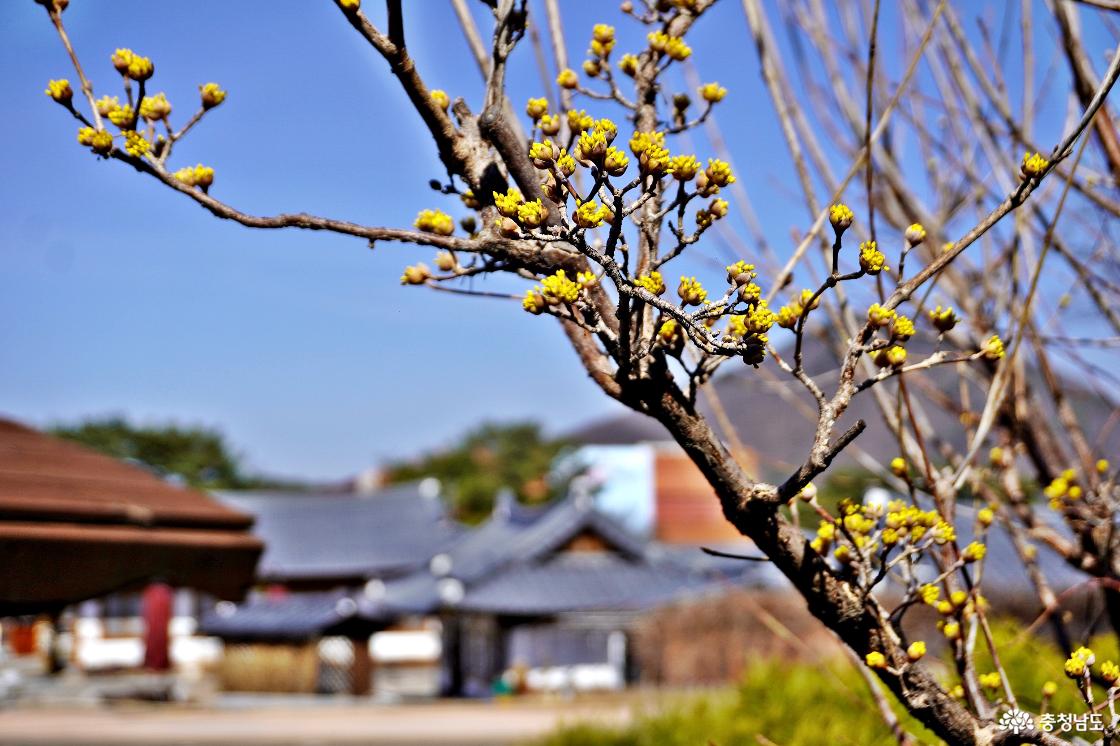 산수유 꽃망울을 터트리다