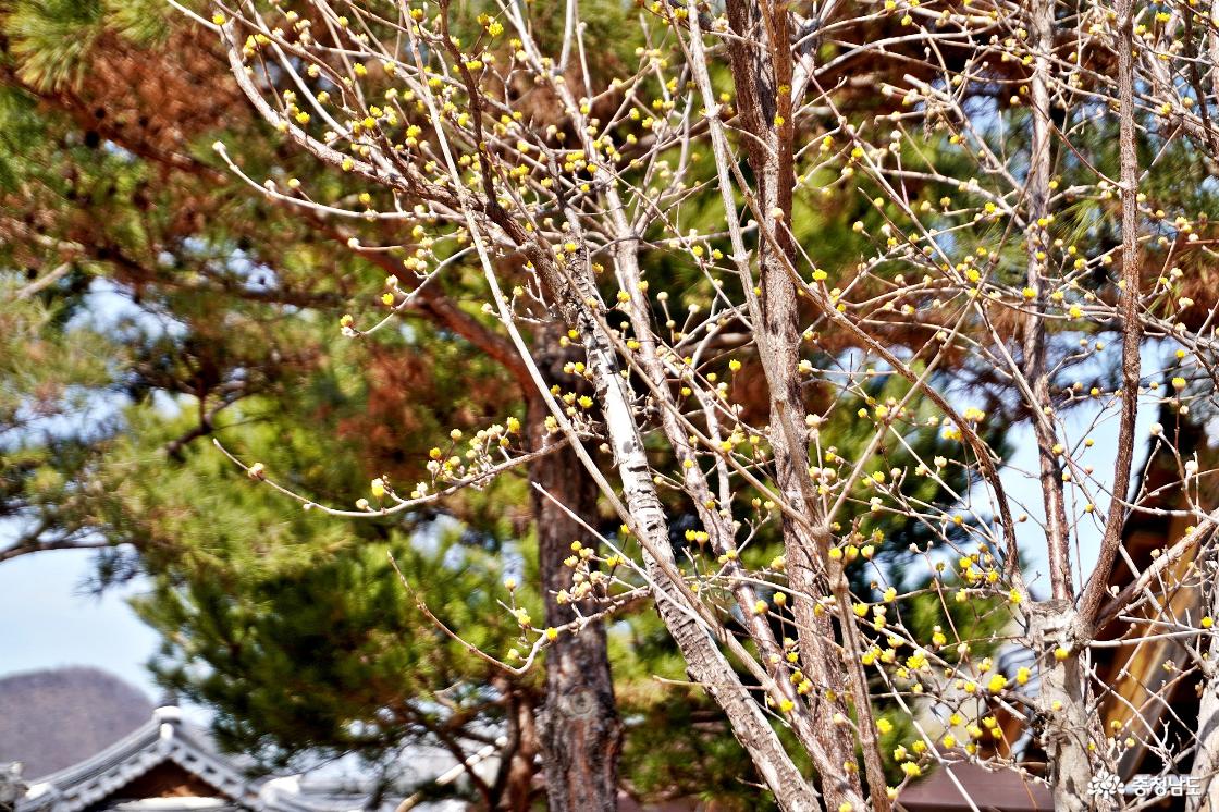 공주한옥마을의 산수유꽃