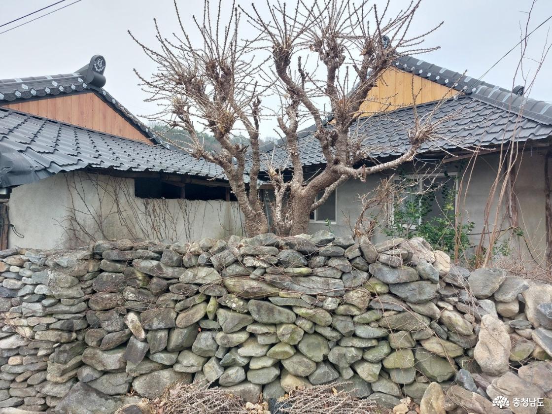 돌담 옆 엄나무