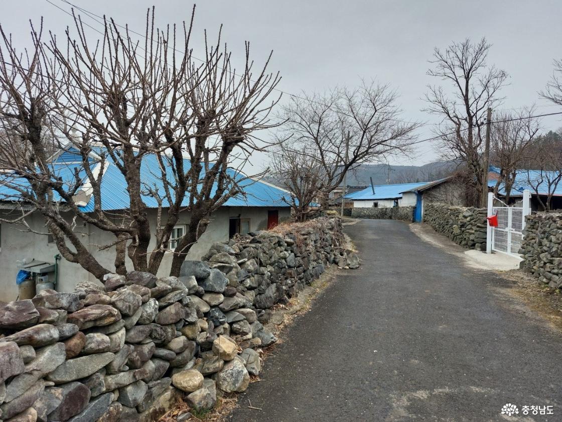 돌담 옆 엄나무