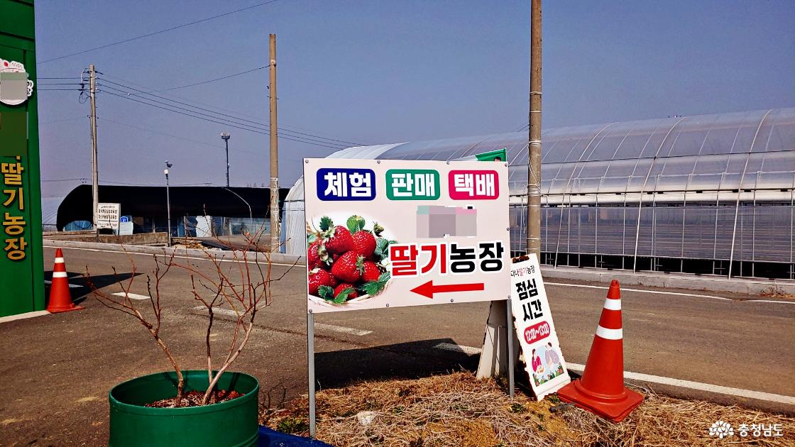 논산딸기축제 체험 - 딸기수확 체험농가 