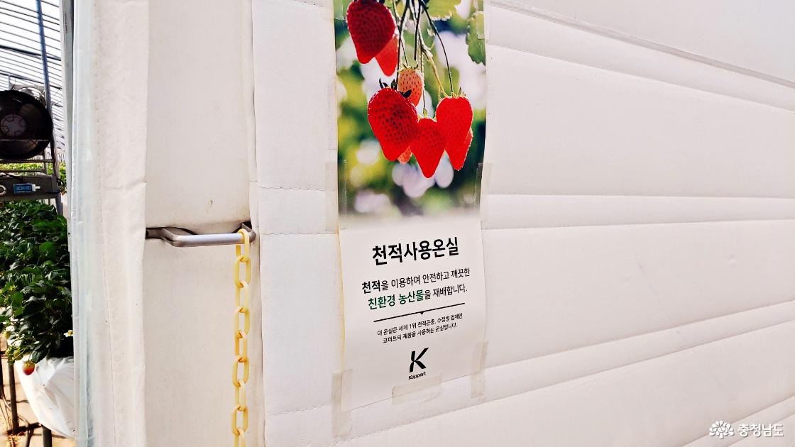 청정 논산딸기 수확체험