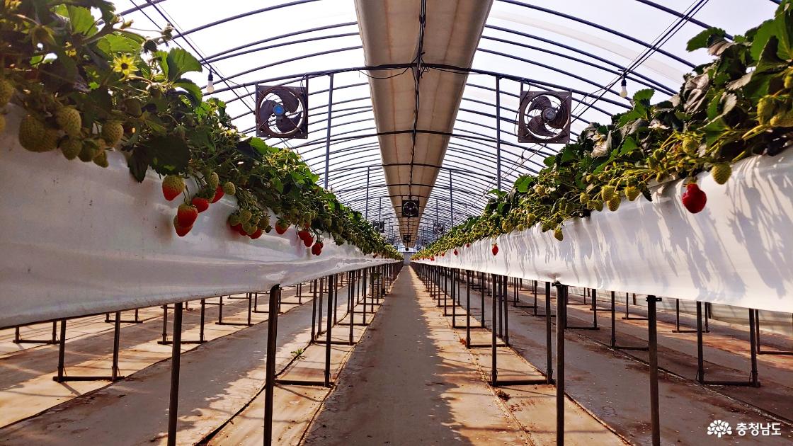 딸기 재배 하우스 모습 