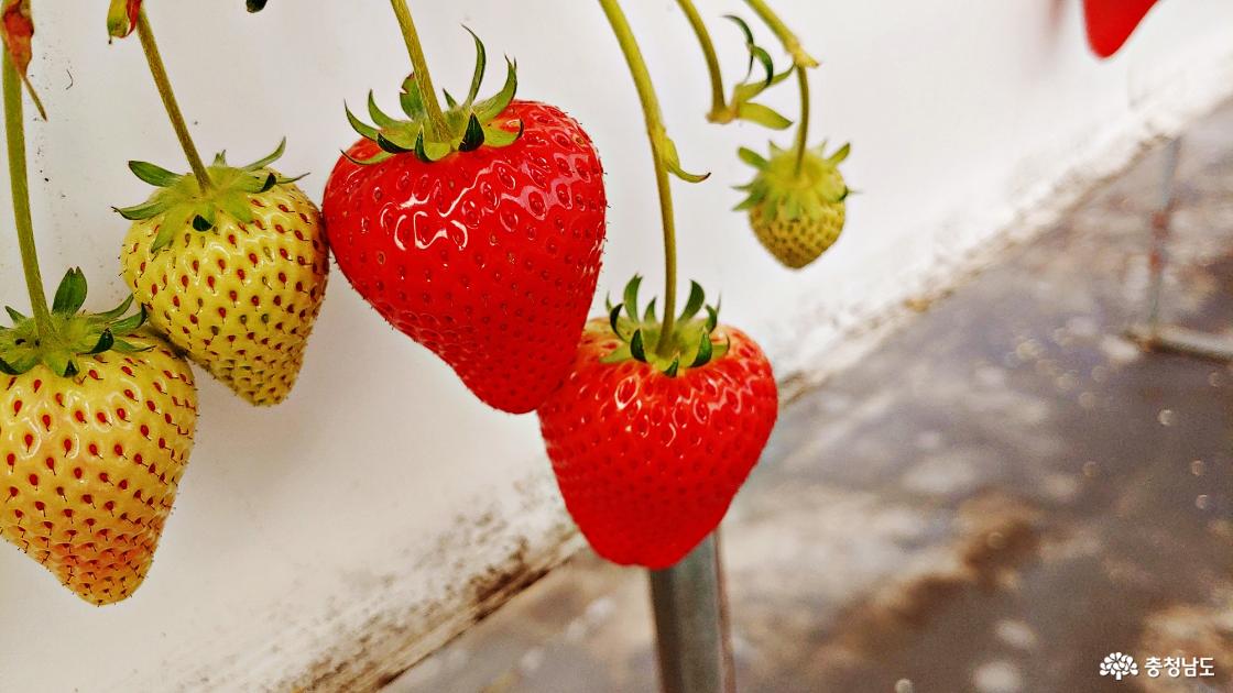 논산청정딸기 - 설향 