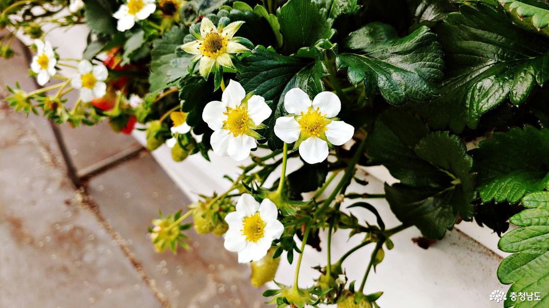 딸기 비닐하우스의 딸기 꽃 