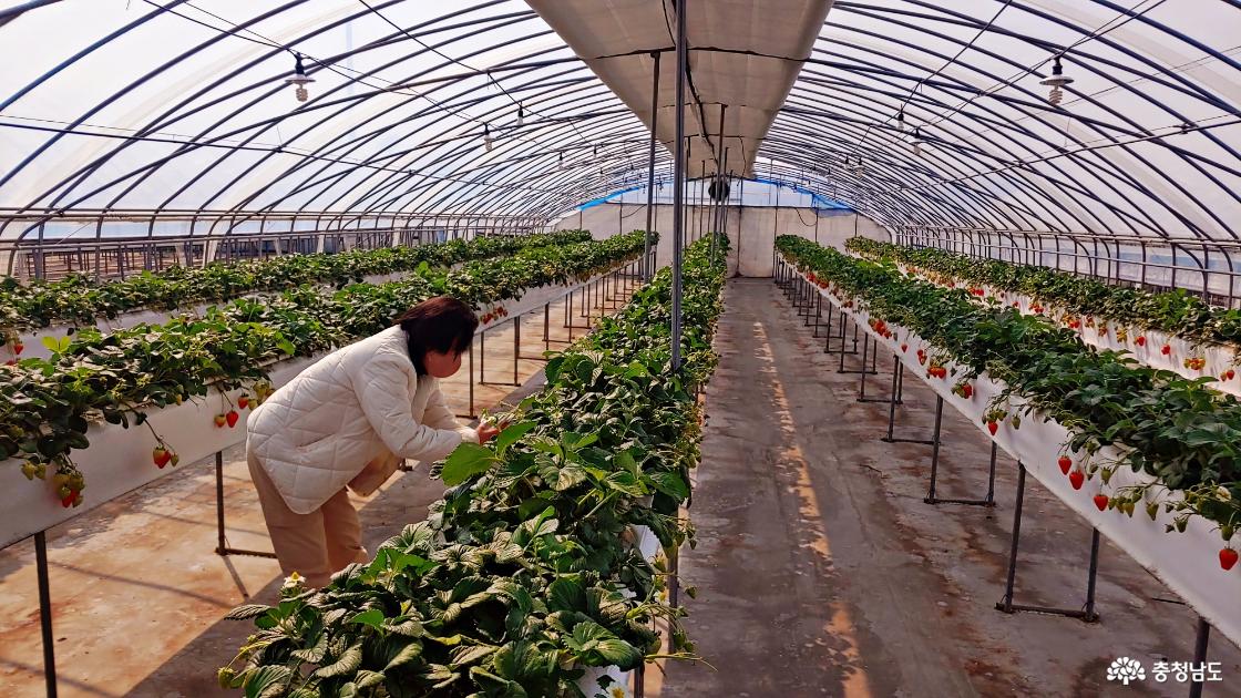 딸기재배 농가에서 딸기수확 체험하기 