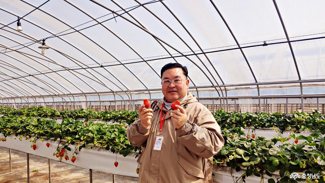 청정 논산딸기 수확체험하고 딸기도 먹고