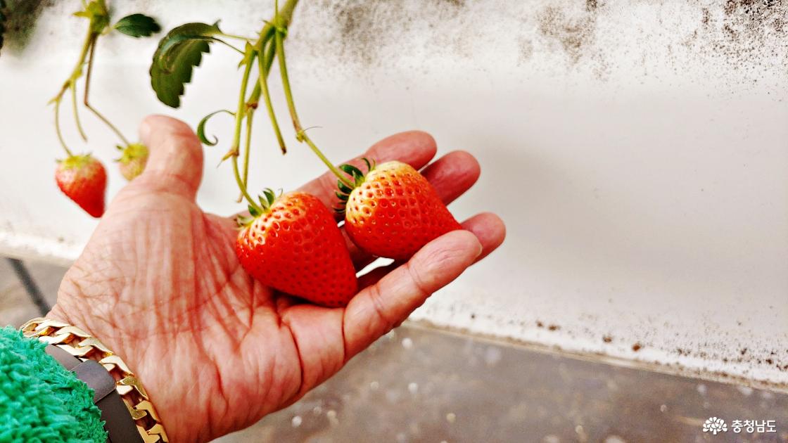 빨간 딸기 수확하기 체험