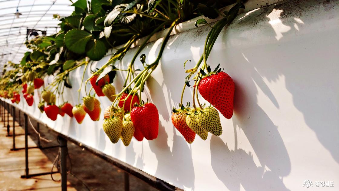 딸기축제를 기다리는 논산 딸기 