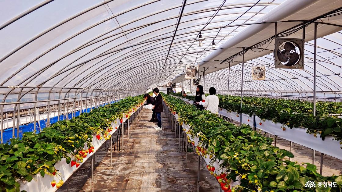 충남이 맛, 논산의 맛 청정논산딸기 하우스 