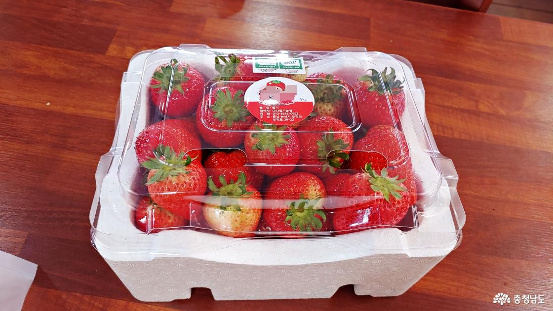 딸기수확체험으로 담은 딸기 