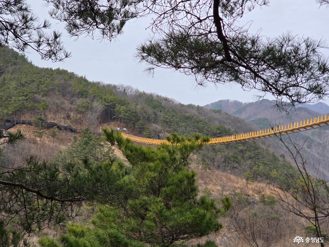 월영산 출렁다리 전경과 금강, 나무 사이로 보이는 다리와 자연 풍경