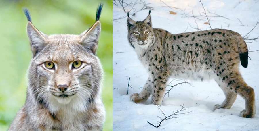 순식간에 사냥하는 작은 맹수 